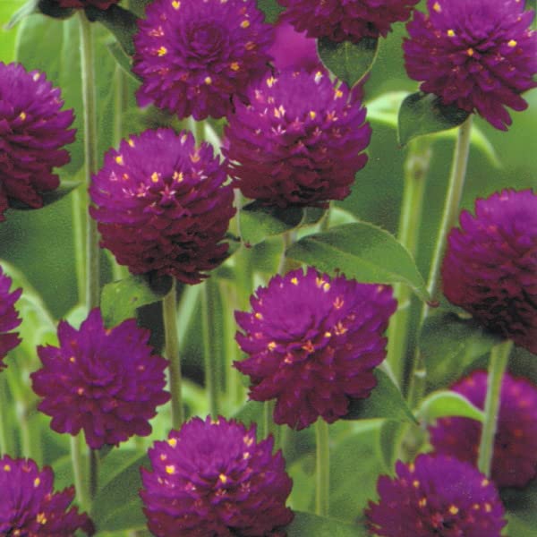 【完動品】　リコーオートハーフEレッドフラワー　希少品 One Control Strawberry Red Over Drive（管理番号：S071